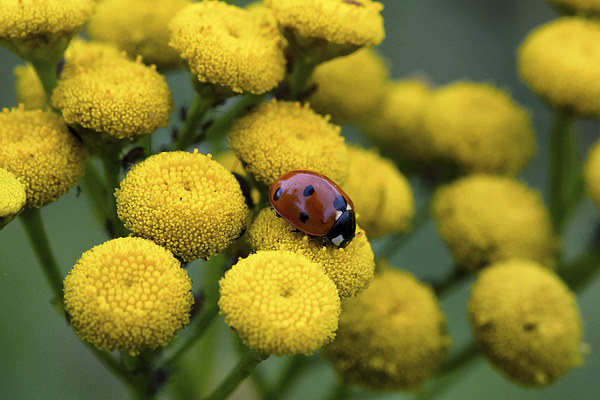 ladybug on yellow flower Picture Board by Jo Beerens