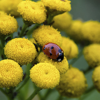 Buy canvas prints of ladybug on yellow flower by Jo Beerens