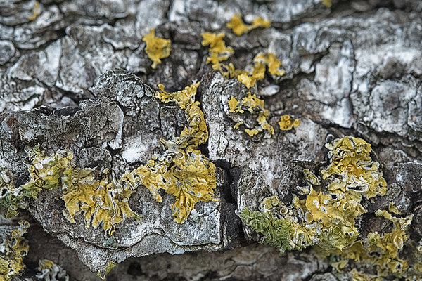 lichen on a bed of bark Picture Board by Jo Beerens