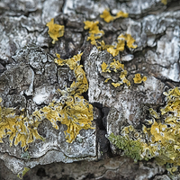 Buy canvas prints of lichen on a bed of bark by Jo Beerens