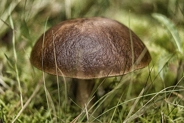 wild mushroom Picture Board by Jo Beerens
