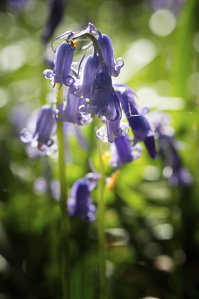 bluebell macro Picture Board by Jo Beerens