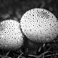 Buy canvas prints of dotted mushrooms by Jo Beerens