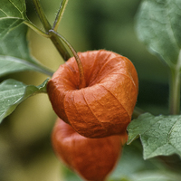 Buy canvas prints of chinese lantern flower by Jo Beerens