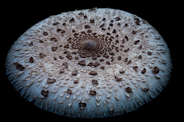 mushroom dish Picture Board by Jo Beerens