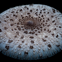 Buy canvas prints of mushroom dish by Jo Beerens