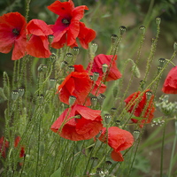 Buy canvas prints of red poppies by Jo Beerens