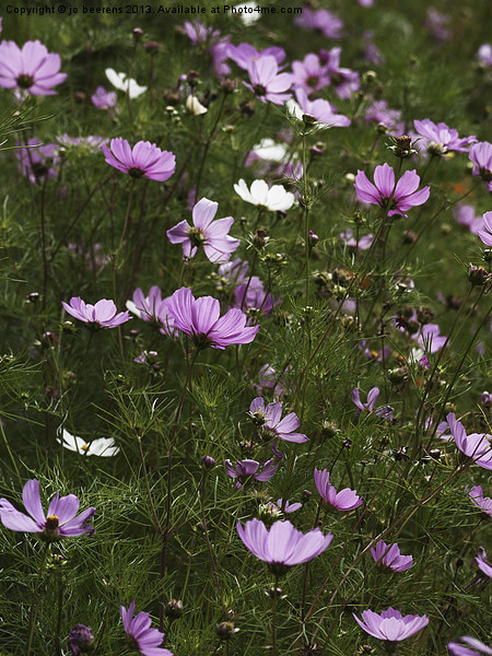 cosmos flowers Picture Board by Jo Beerens