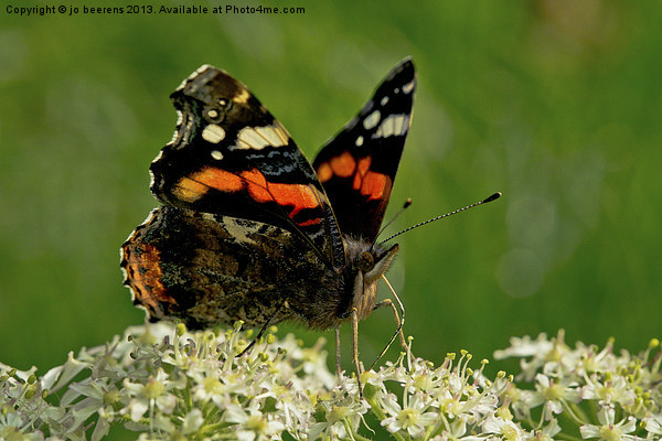 Red Admiral Picture Board by Jo Beerens