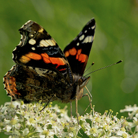 Buy canvas prints of Red Admiral by Jo Beerens