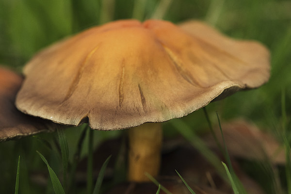 fall mushroom Picture Board by Jo Beerens