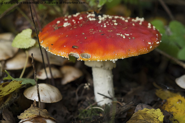 fly agaric Picture Board by Jo Beerens