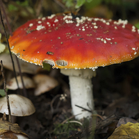 Buy canvas prints of fly agaric by Jo Beerens