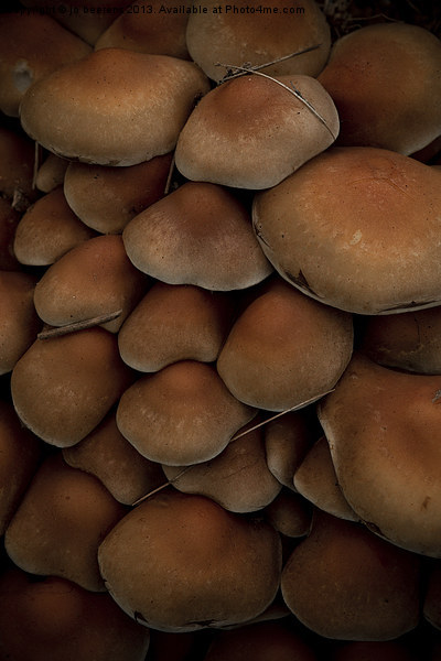 mushrooms Picture Board by Jo Beerens
