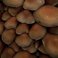 Buy canvas prints of mushrooms by Jo Beerens