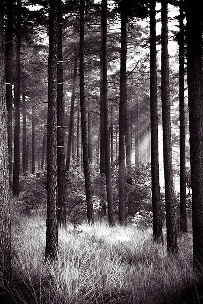 dark forest Picture Board by Jo Beerens