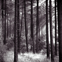 Buy canvas prints of dark forest by Jo Beerens