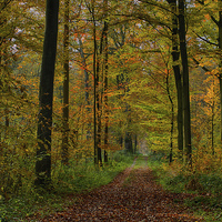 Buy canvas prints of forest path by Jo Beerens