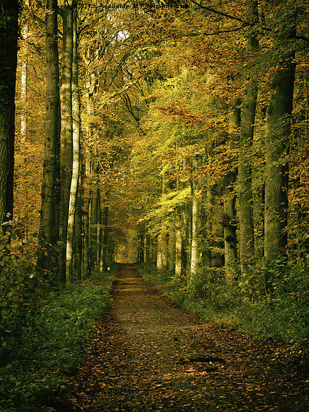 autumn forest path Picture Board by Jo Beerens