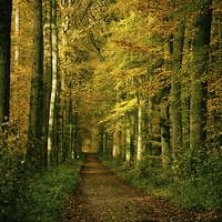 Buy canvas prints of autumn forest path by Jo Beerens