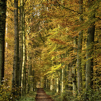 Buy canvas prints of autumn forest lane by Jo Beerens