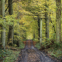 Buy canvas prints of autumn forest path by Jo Beerens