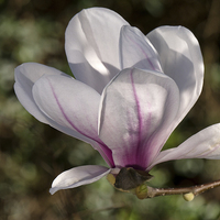Buy canvas prints of springtime magnolia by Jo Beerens