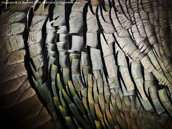 turkey feathers Picture Board by Jo Beerens