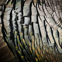 Buy canvas prints of turkey feathers by Jo Beerens