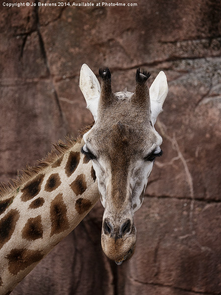 giraffe head Picture Board by Jo Beerens