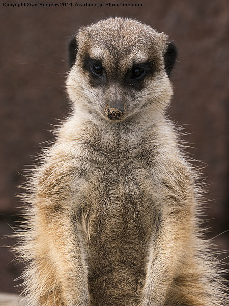 meerkat guard Picture Board by Jo Beerens