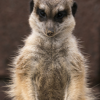 Buy canvas prints of meerkat guard by Jo Beerens
