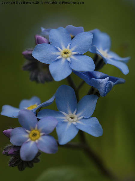 Forget Me Not flower Picture Board by Jo Beerens
