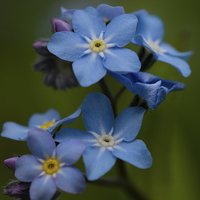 Buy canvas prints of Forget Me Not flower by Jo Beerens