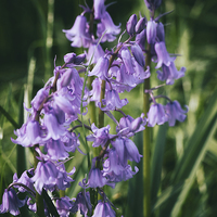 Buy canvas prints of bluebell flowers by Jo Beerens