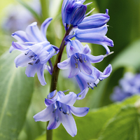 Buy canvas prints of bluebell close up by Jo Beerens