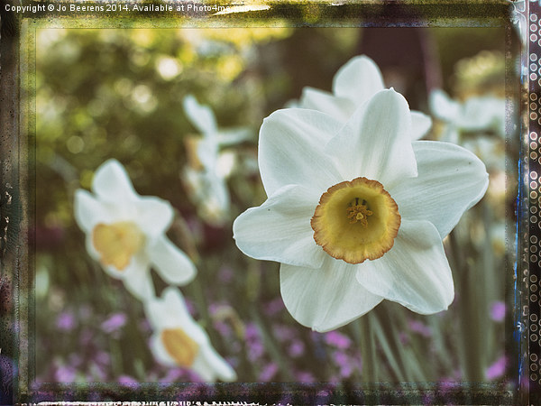 yellow white daffodil Picture Board by Jo Beerens
