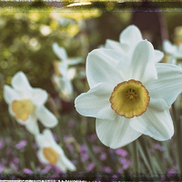Buy canvas prints of yellow white daffodil by Jo Beerens