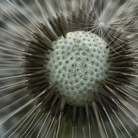 Buy canvas prints of dandelion close up by Jo Beerens