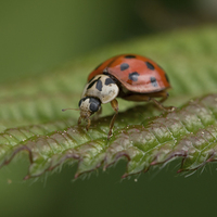 Buy canvas prints of ladybug on leaf by Jo Beerens