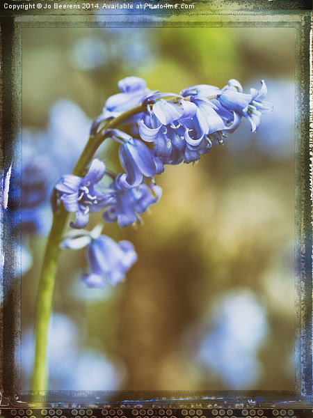 bluebell flower macro Picture Board by Jo Beerens