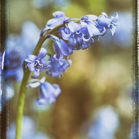 Buy canvas prints of bluebell flower macro by Jo Beerens