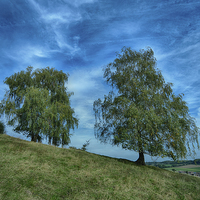 Buy canvas prints of hillside birch trees by Jo Beerens
