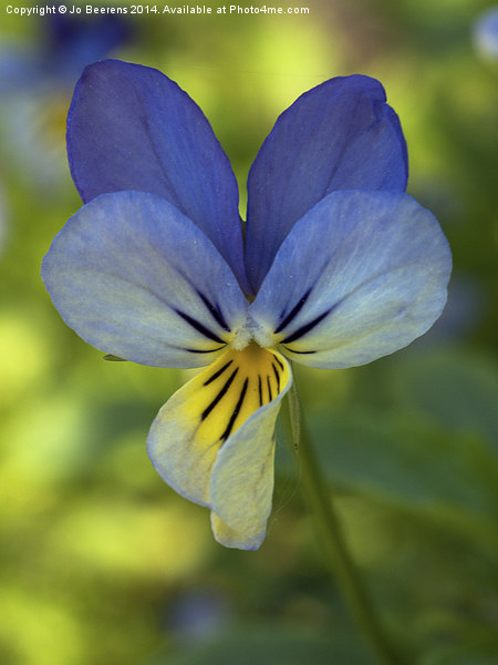 blue pansy Picture Board by Jo Beerens