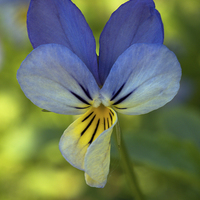 Buy canvas prints of blue pansy by Jo Beerens