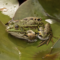 Buy canvas prints of frog on leaf by Jo Beerens