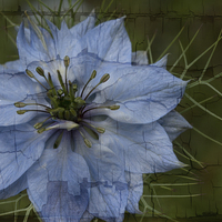 Buy canvas prints of love in a mist by Jo Beerens