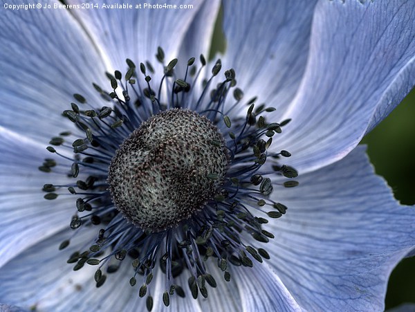 poppy anemone Picture Board by Jo Beerens