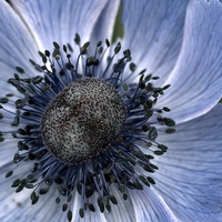 Buy canvas prints of poppy anemone by Jo Beerens