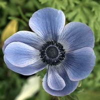 Buy canvas prints of blue poppy anemone by Jo Beerens